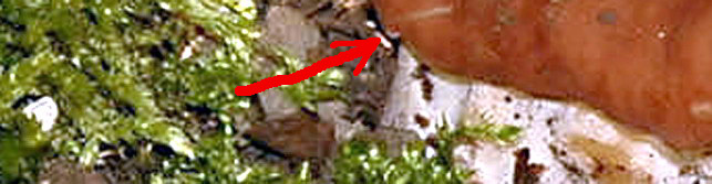 Quiz  facile... o difficile?